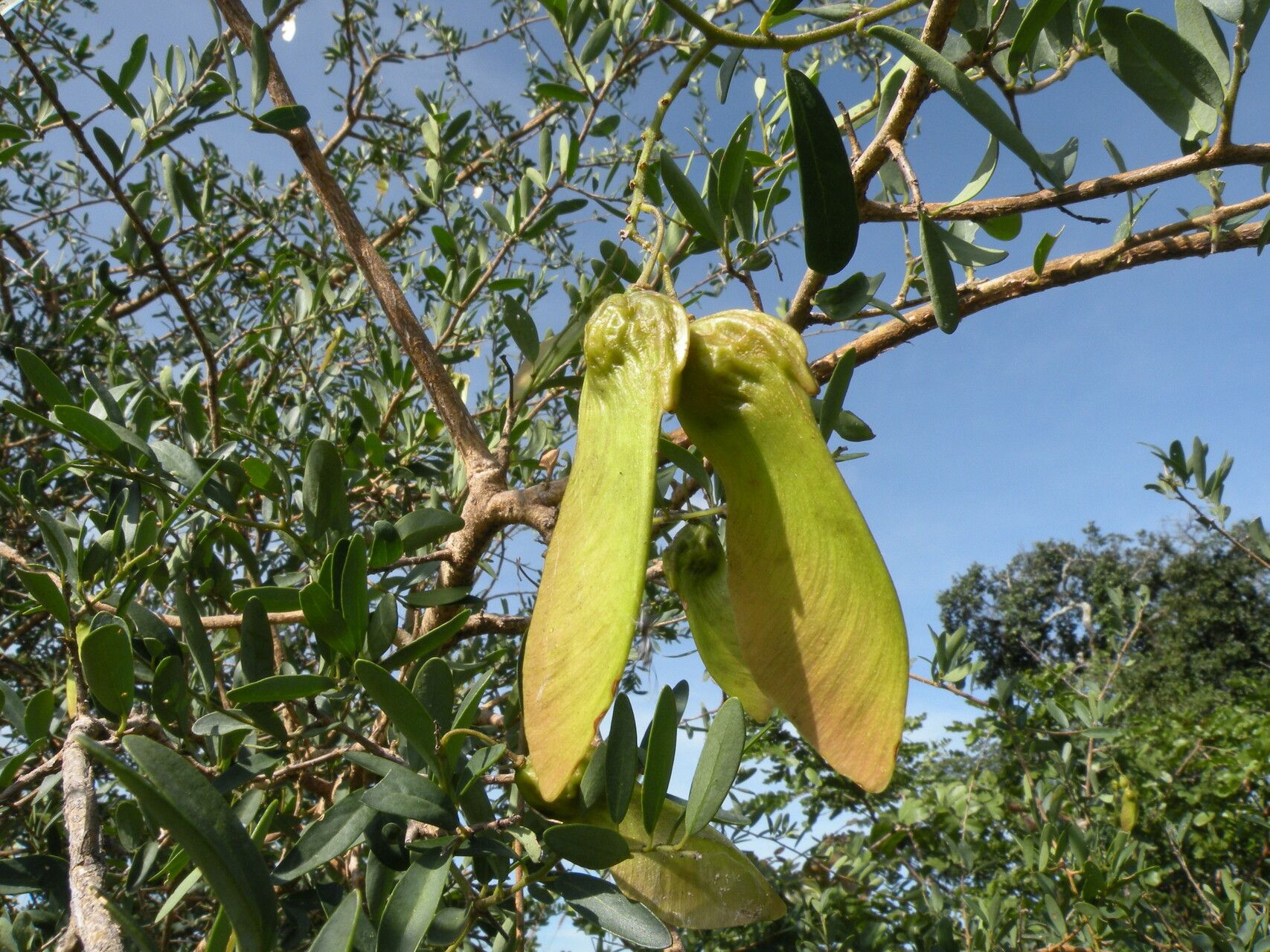 Securidaca longepedunculata flower