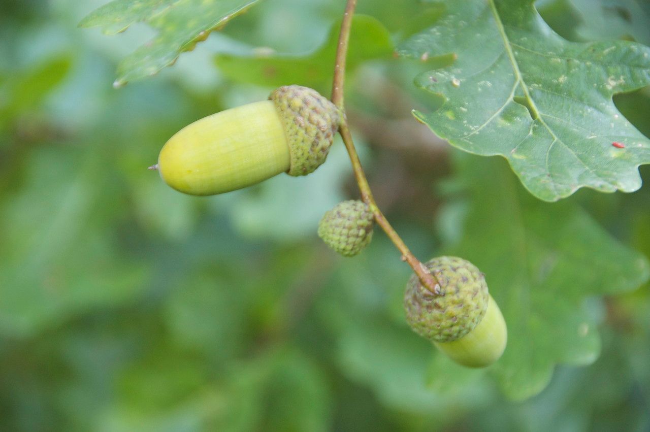 Quercus cerris x Quercus robur — houseplant care guide