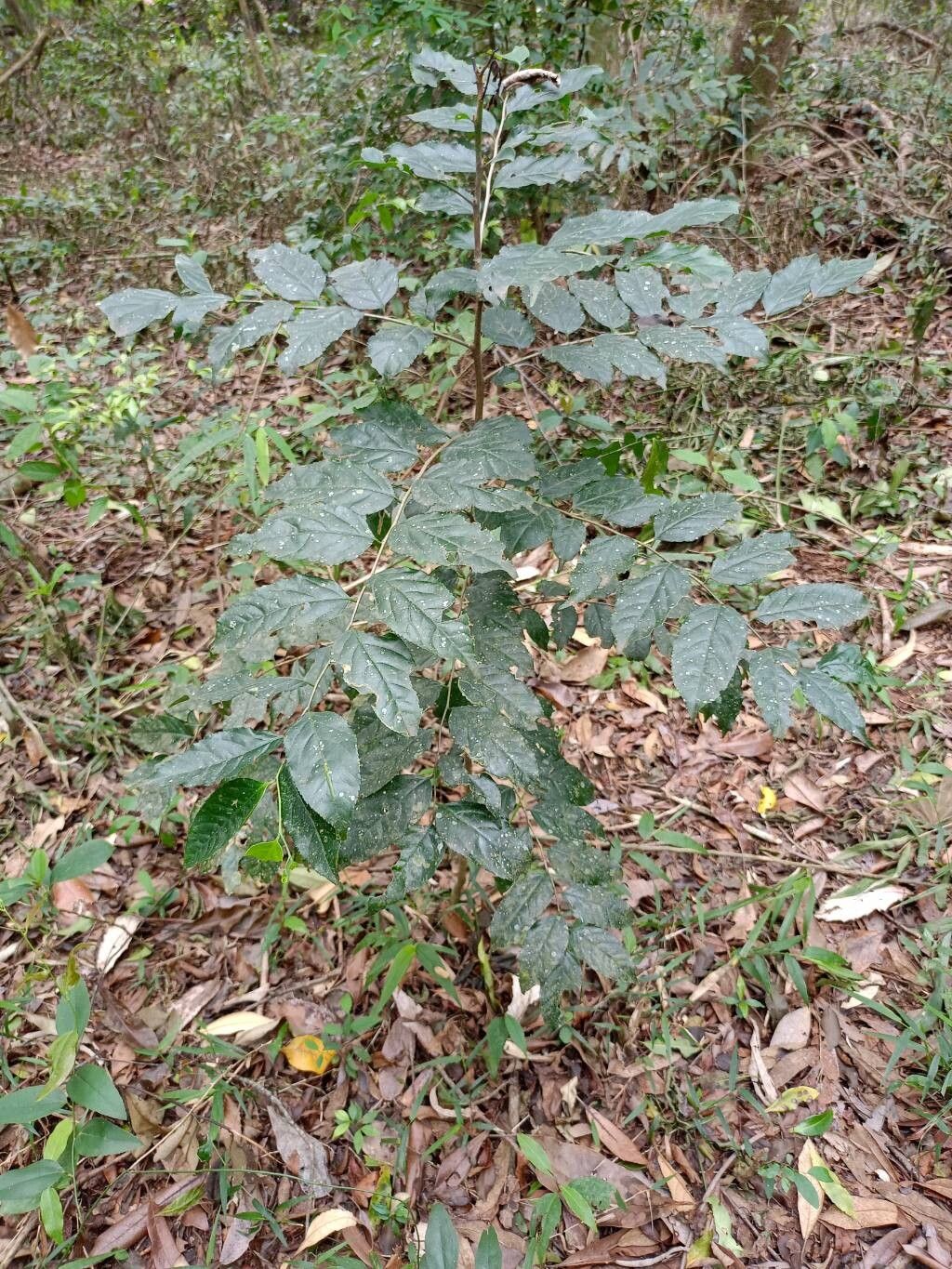 Picrasma crenata habit