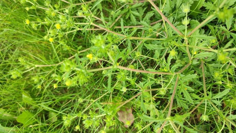 Potentilla tobolensis habit