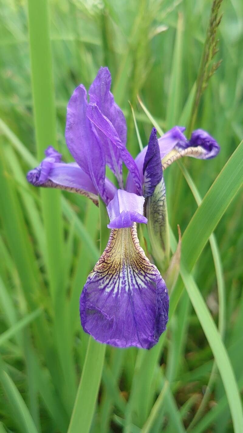 Iris gracilipes — houseplant care guide