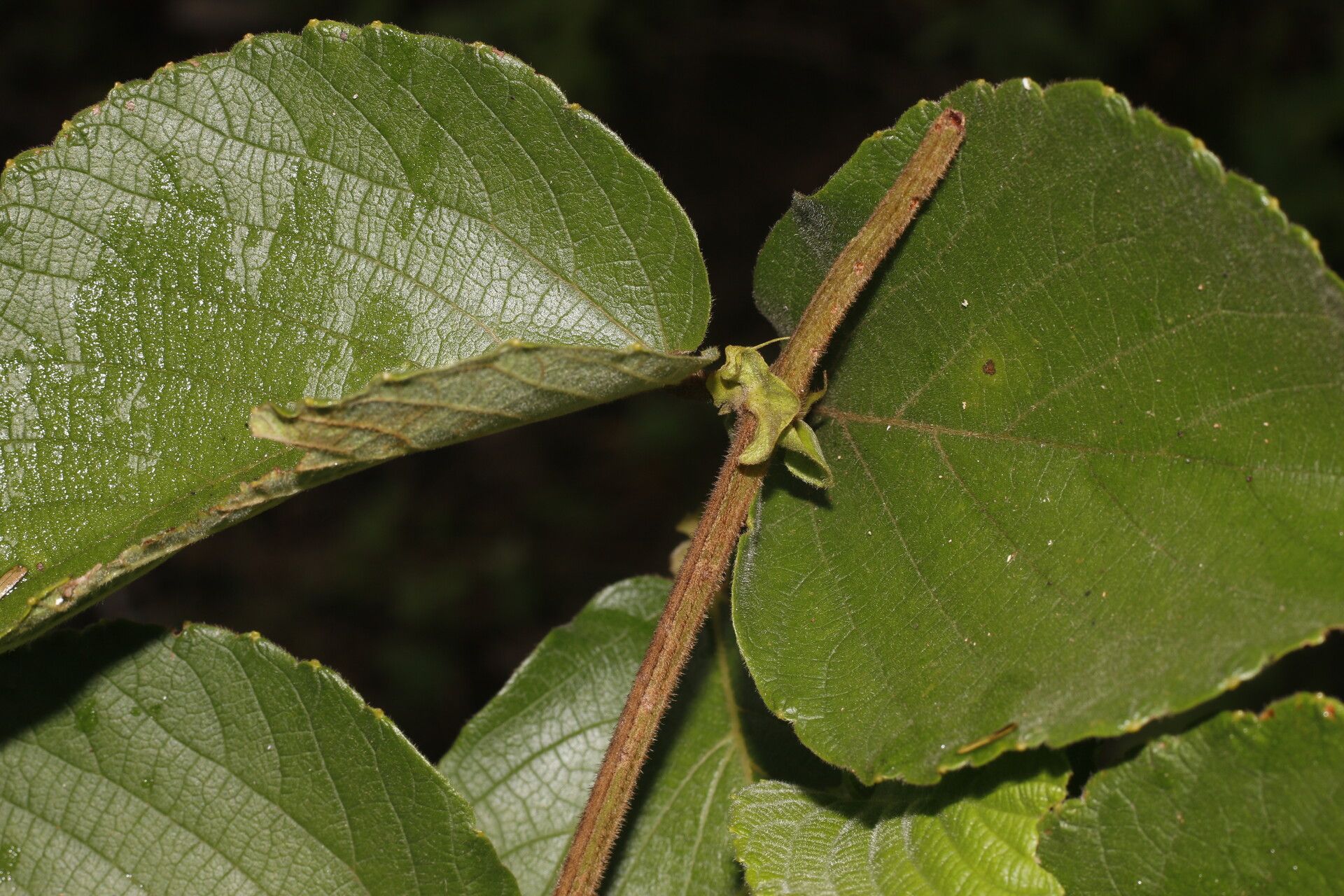 Gouania velutina — search result for 'Gouania'