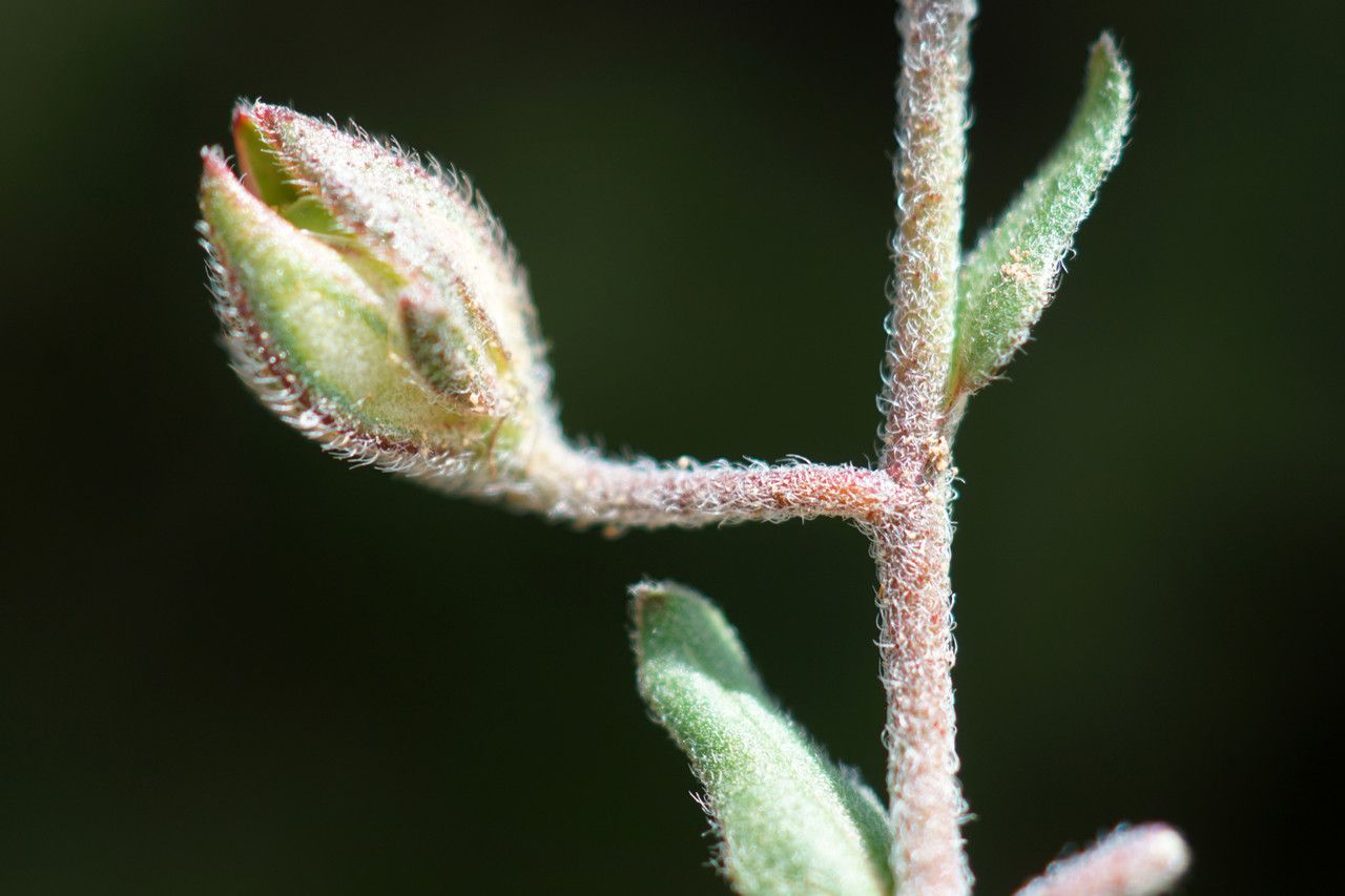 Helianthemum aegyptiacum fruit