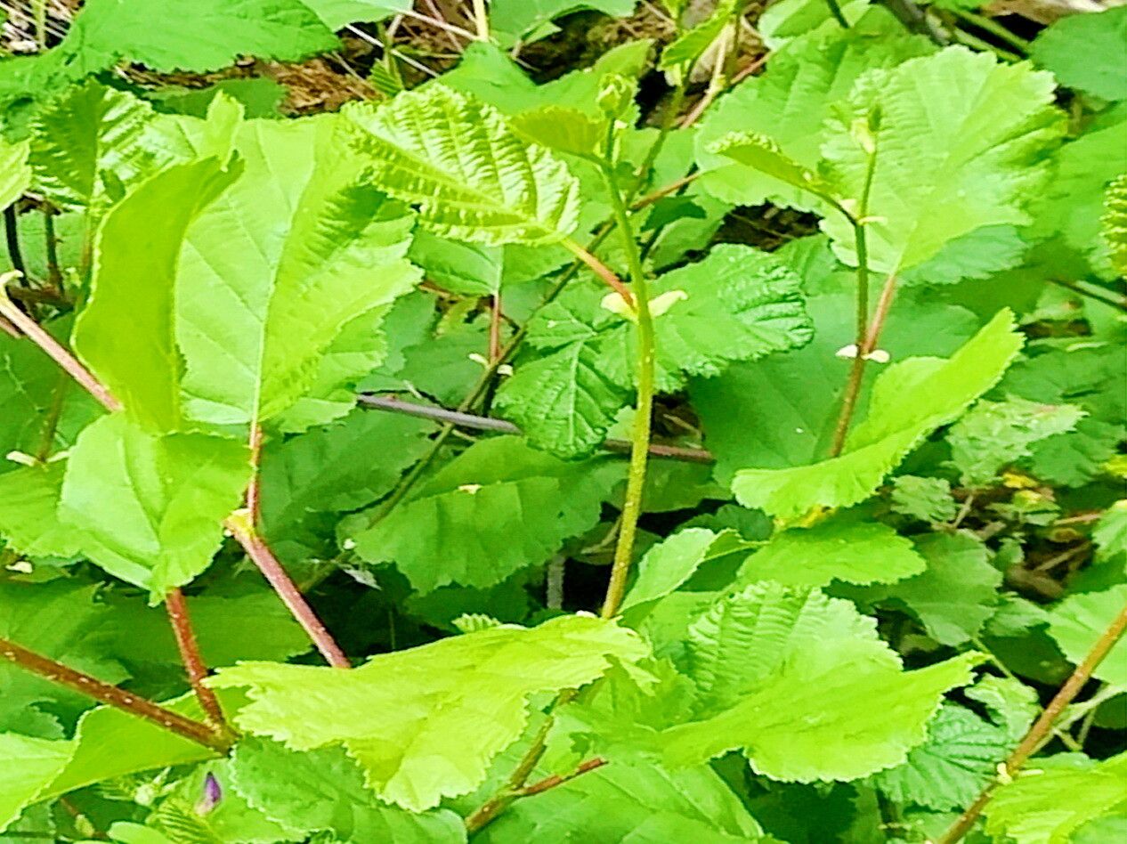 Alnus lusitanica — search result for 'Betulaceae'