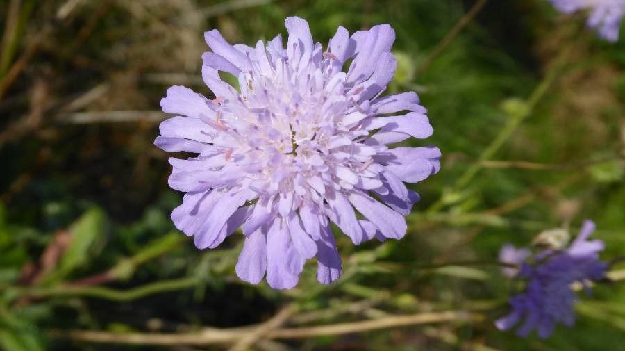 Scabiosa canescens flower