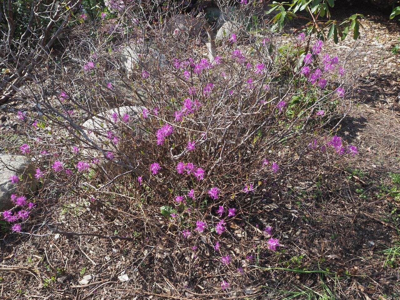 Rhododendron canadense habit