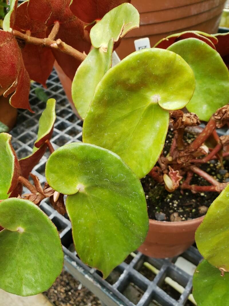 Begonia epipsila — houseplant care guide