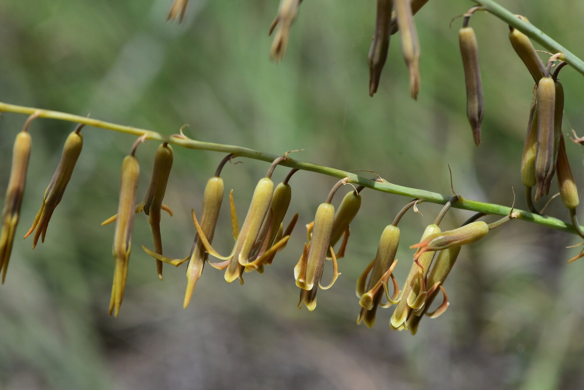 Dipcadi heterocuspe — houseplant care guide