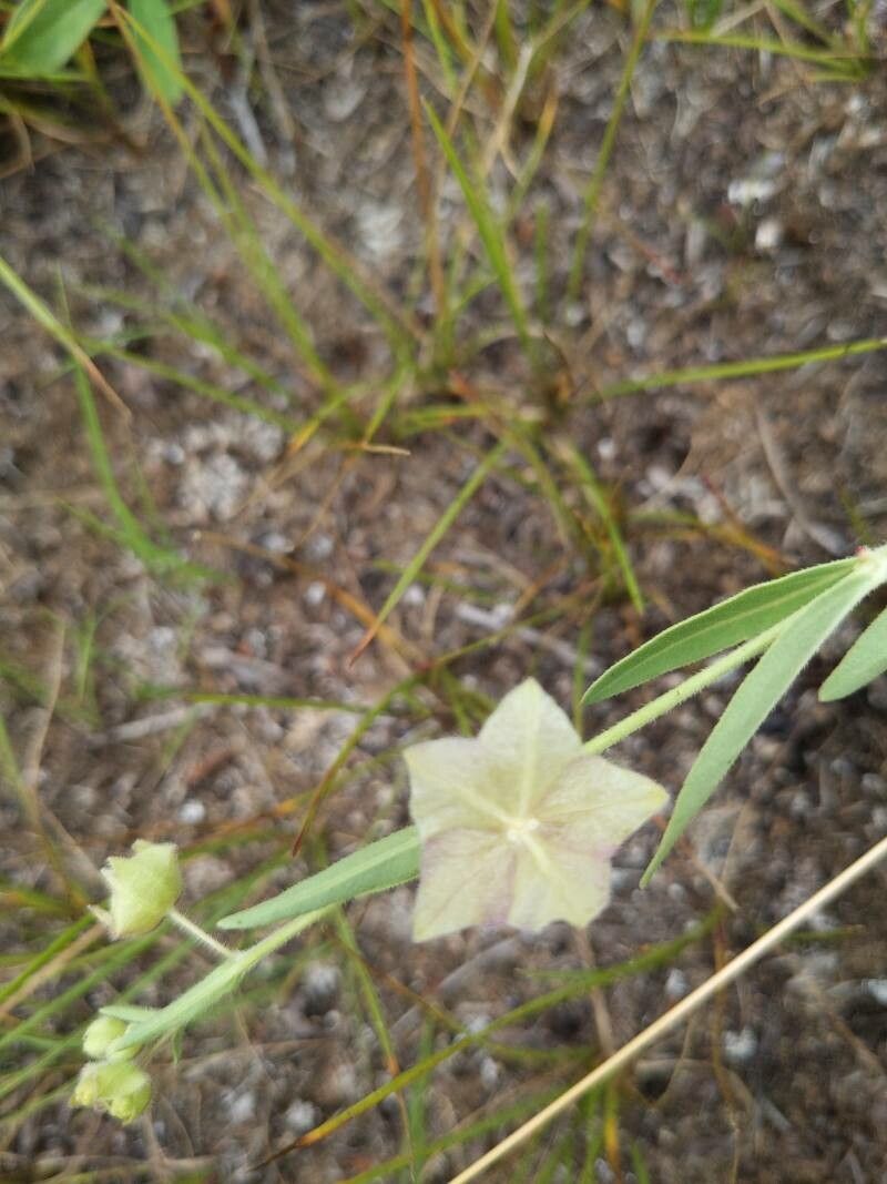 Mirabilis albida flower