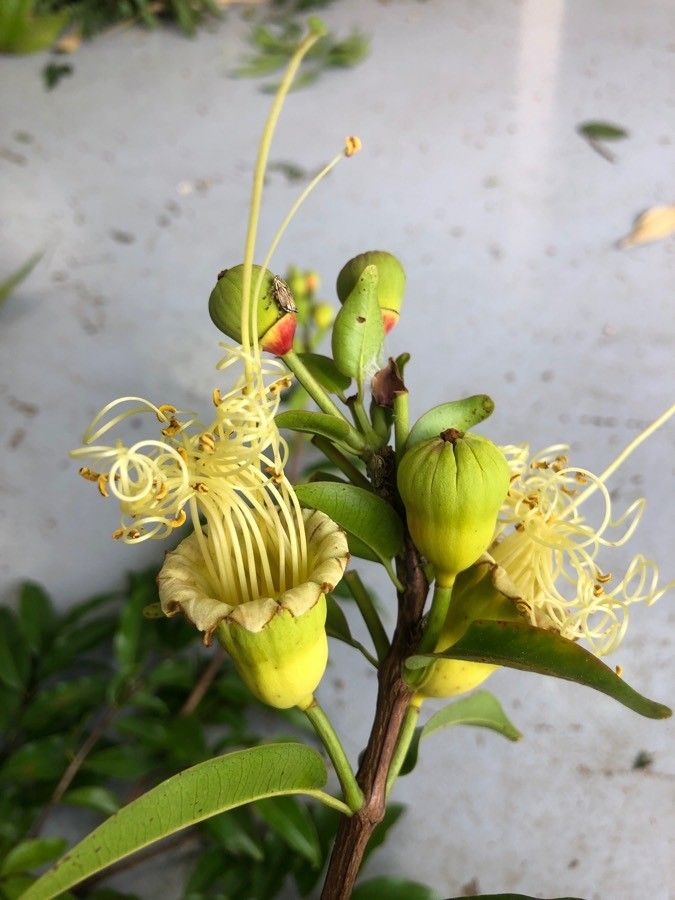 Lafoensia punicifolia flower
