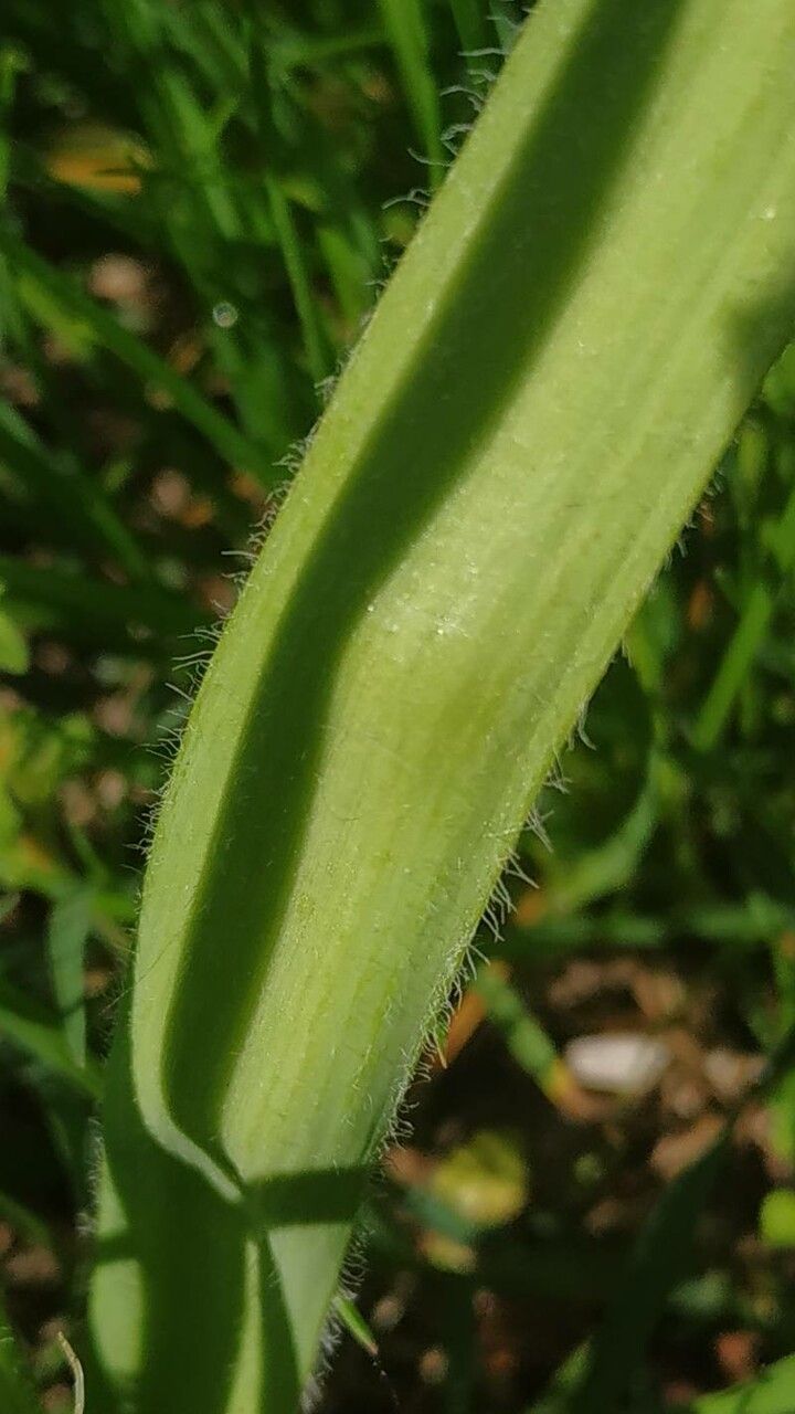 Allium subhirsutum leaf