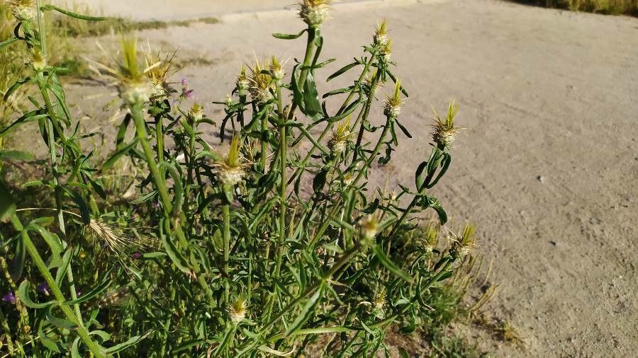 Centaurea iberica fruit