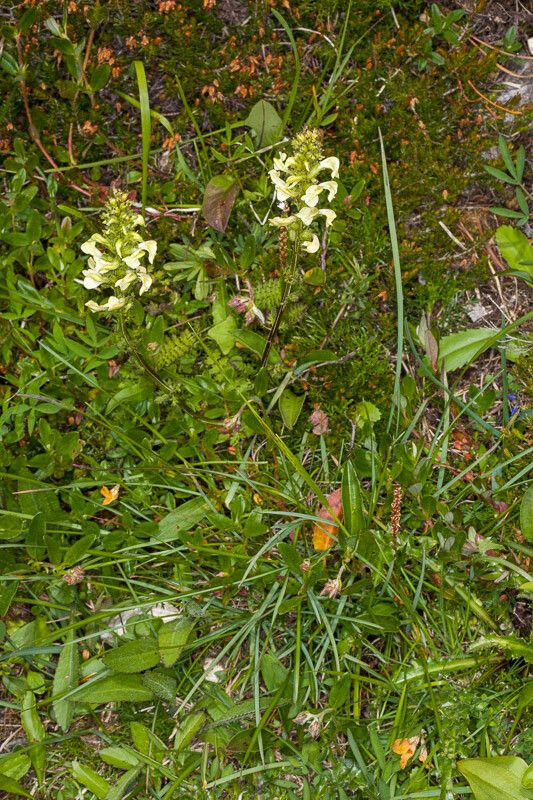 Pedicularis elongata habit