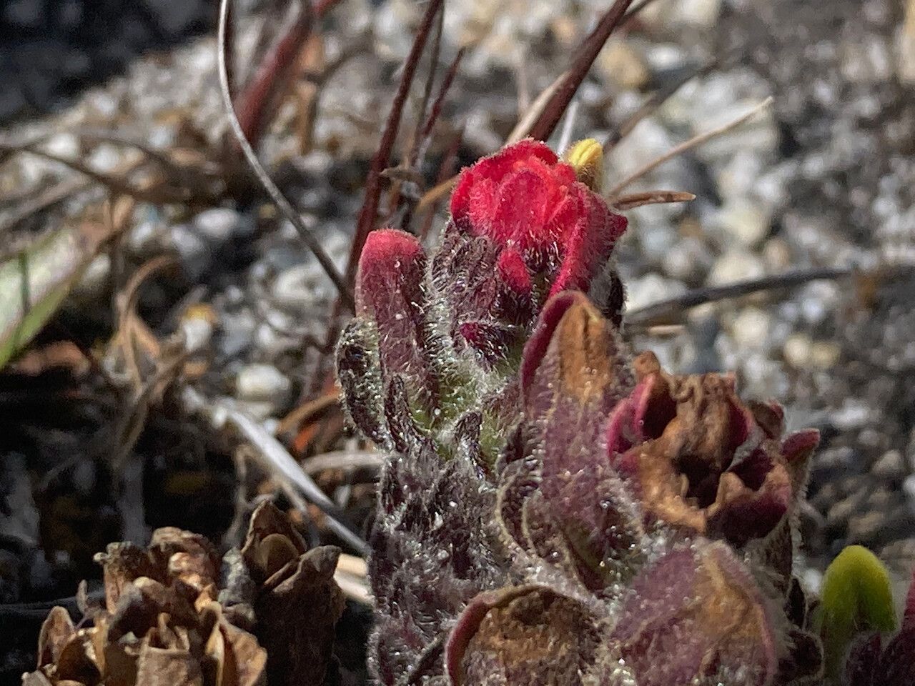 Castilleja paramensis flower