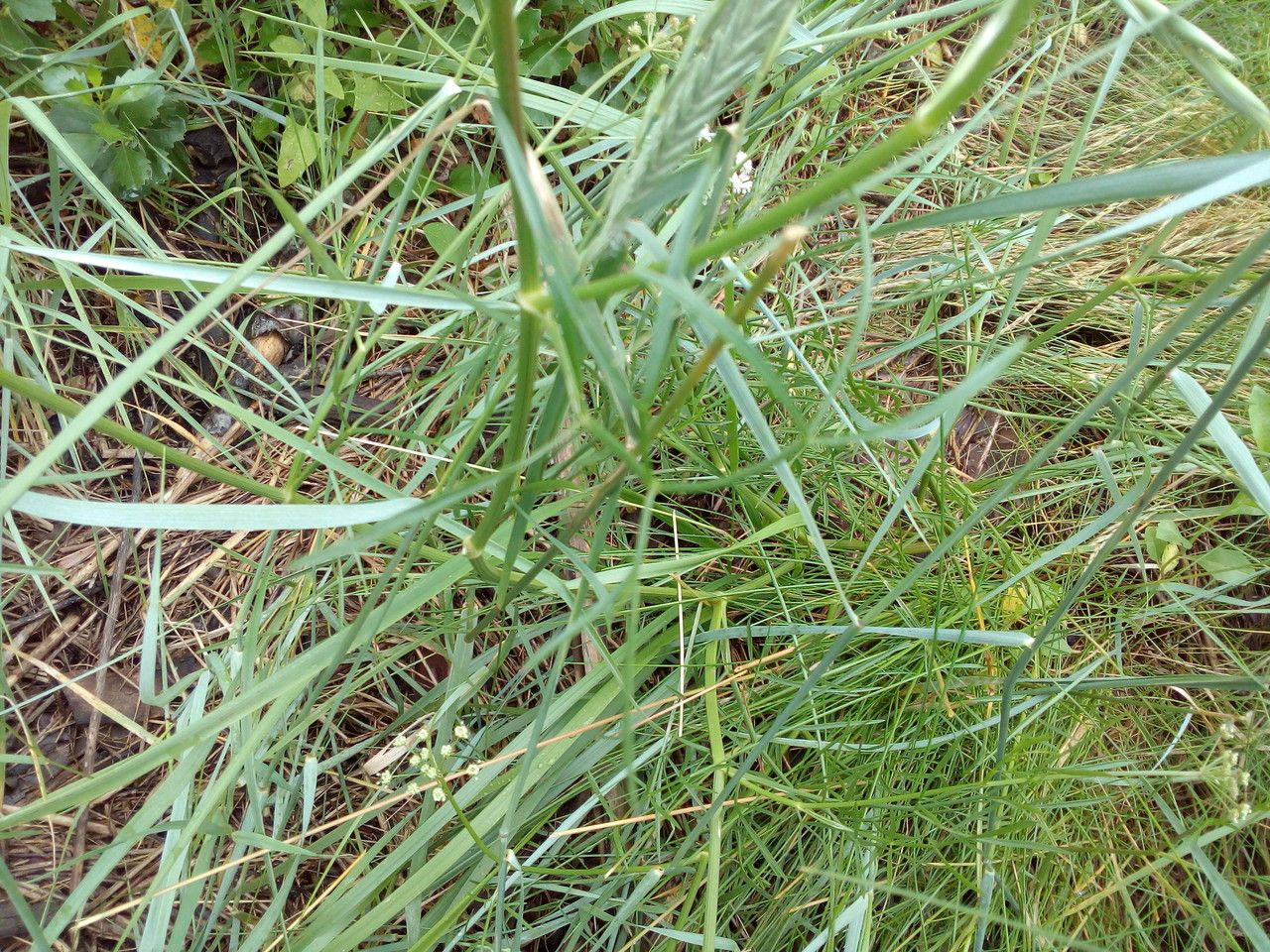 Oenanthe foucaudii leaf