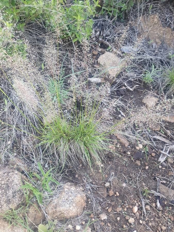 Sporobolus festivus leaf