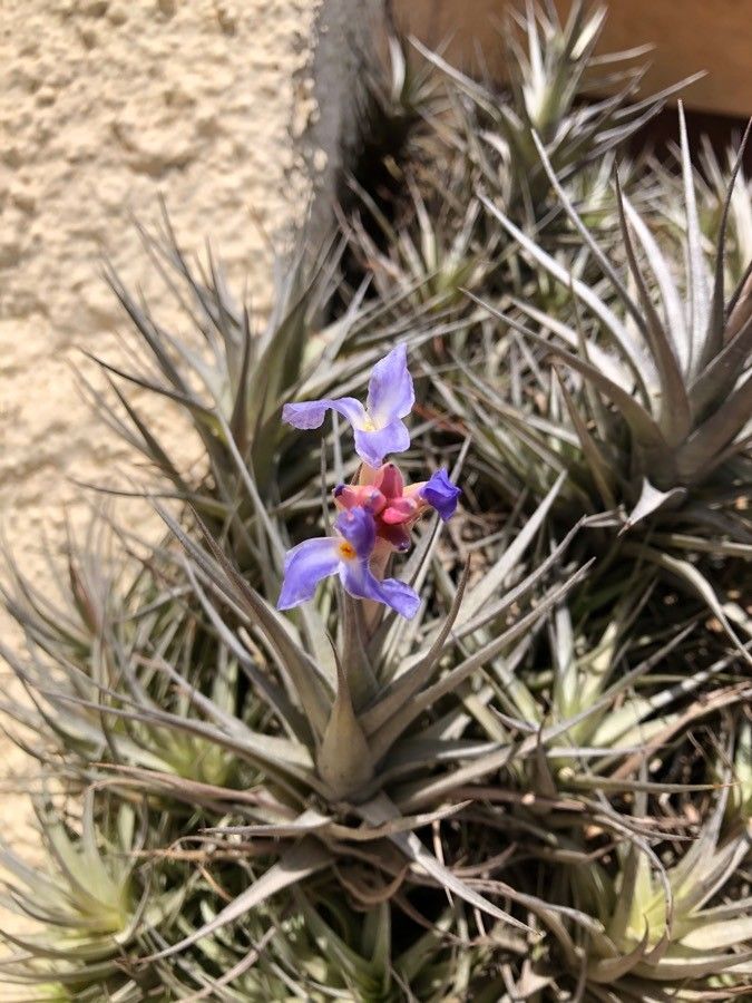 Tillandsia bergeri flower