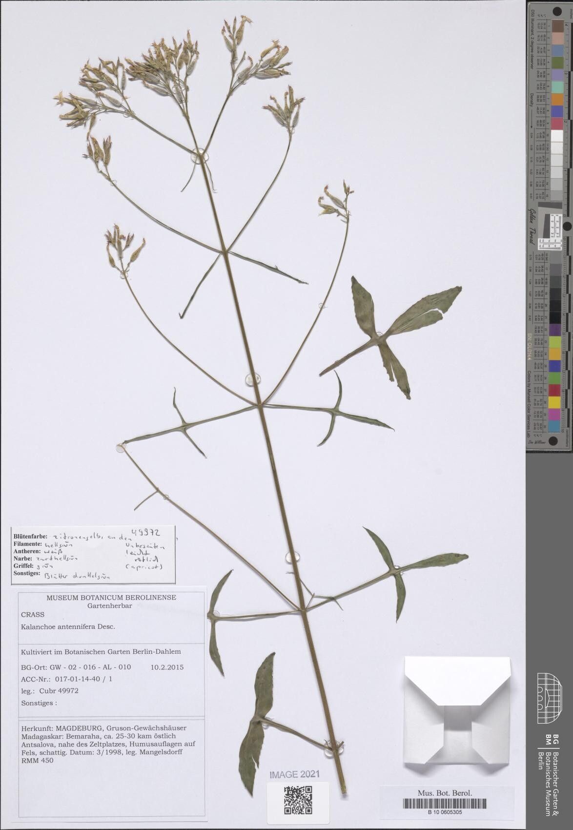 Kalanchoe antennifera