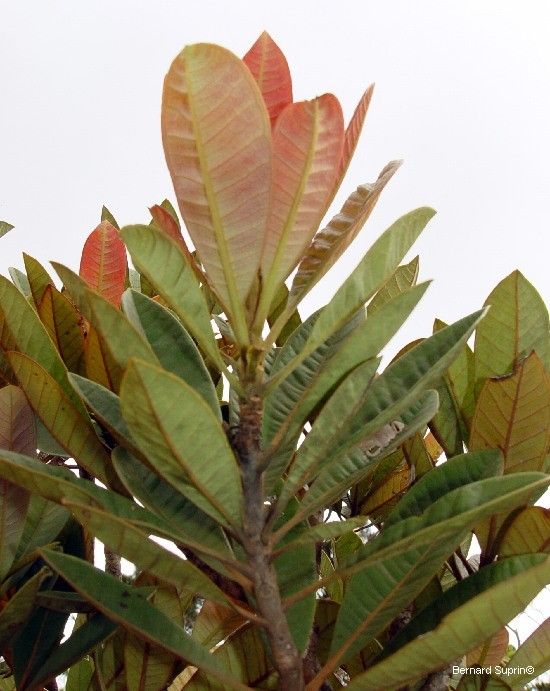 Xanthostemon sebertii — houseplant care guide