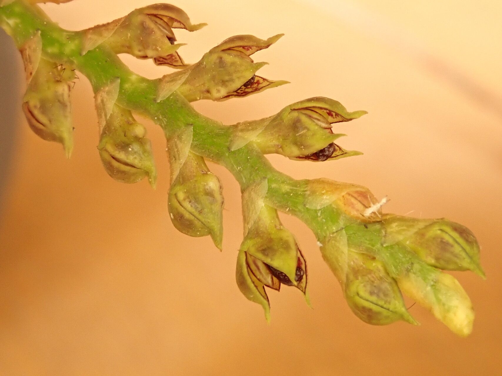 Bulbophyllum encephalodes — houseplant care guide