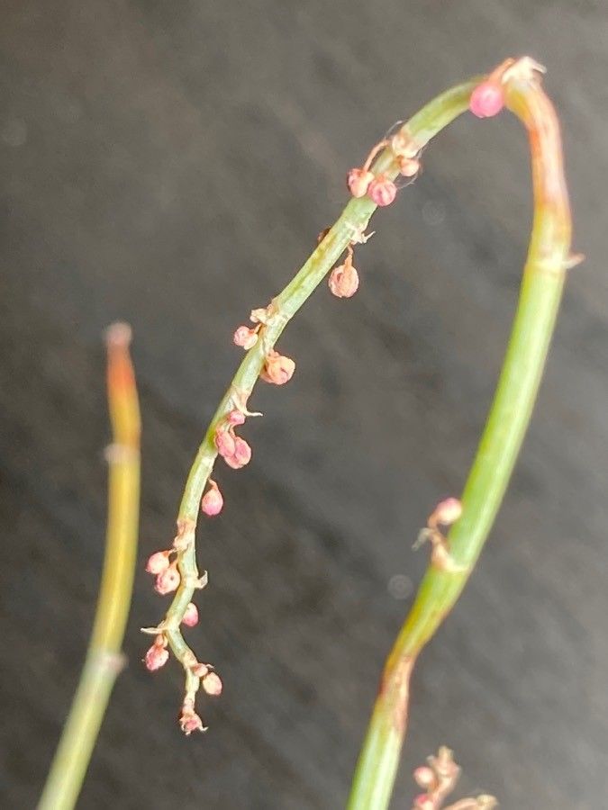 Rumex induratus flower