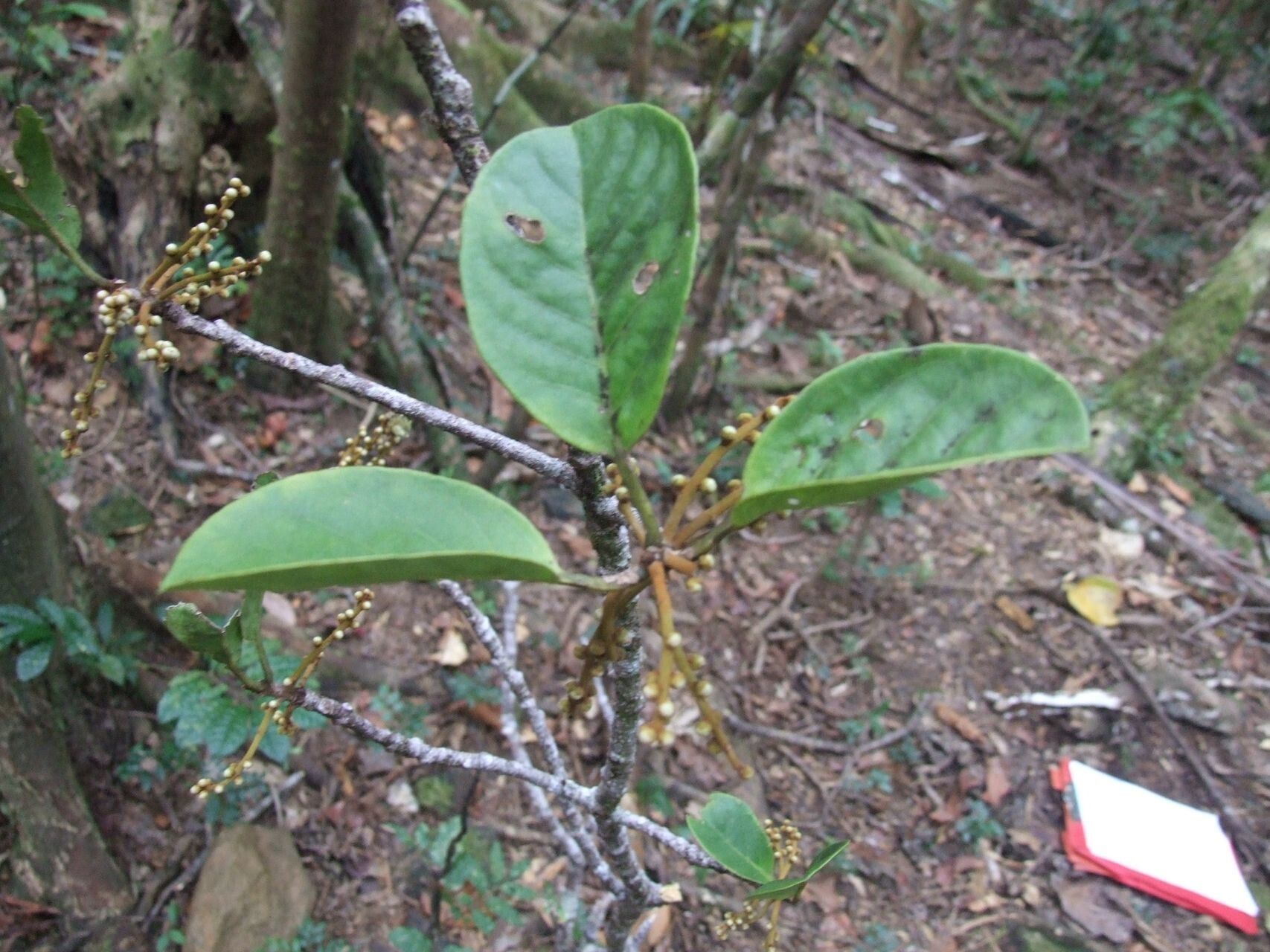 Symplocos arborea — related species from the same genus