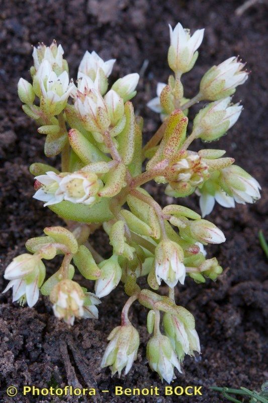 Sedum nevadense flower