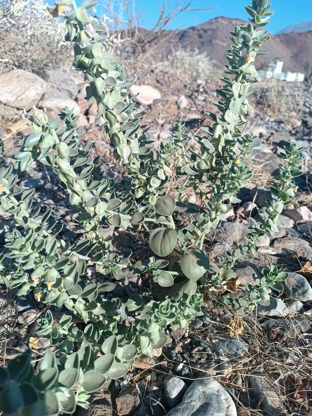 Polygala tinctoria habit