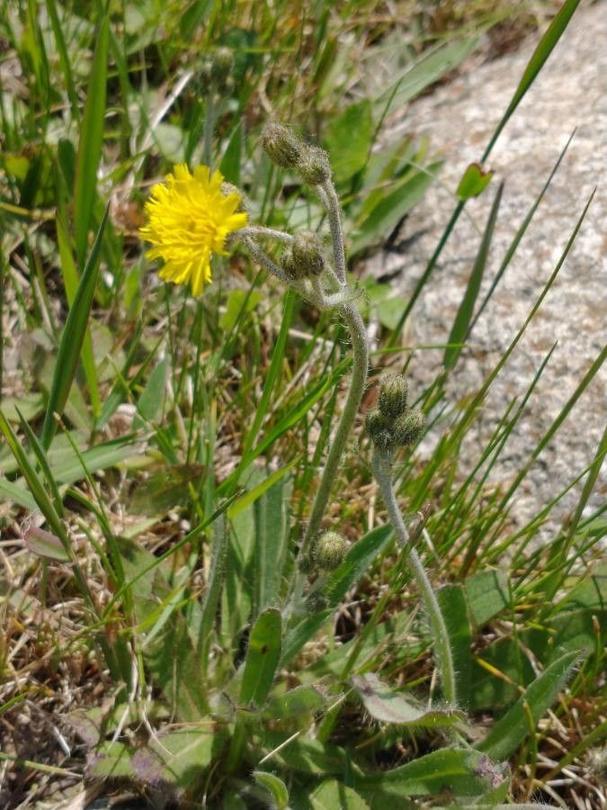 Hieracium triste flower