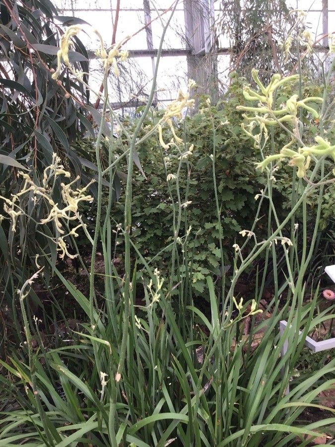 Anigozanthos flavidus — search result for 'Southern New South Wales'