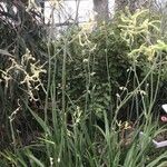 Anigozanthos flavidus