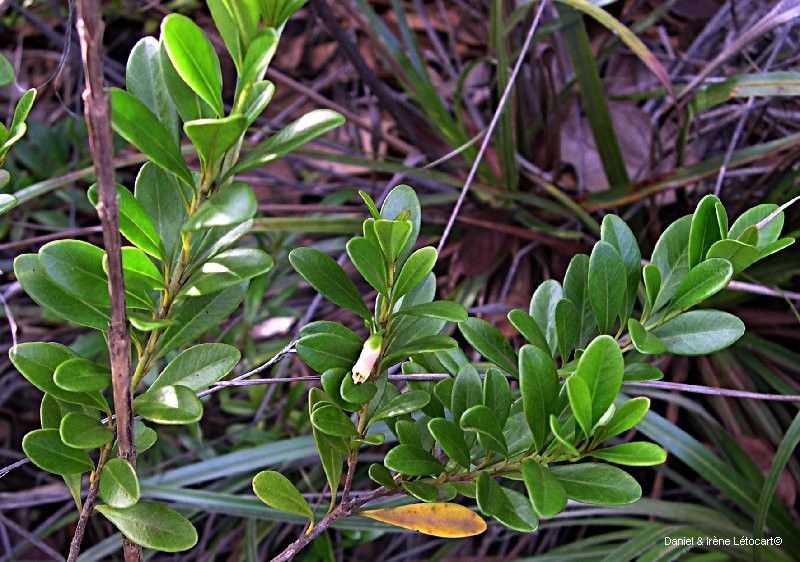 Planchonella ericiflora habit