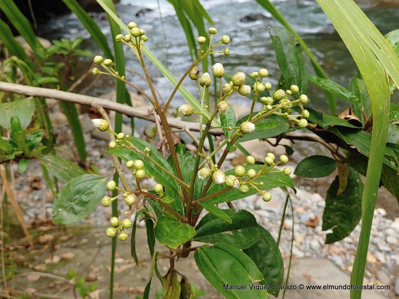 Baccharis pedunculata flower
