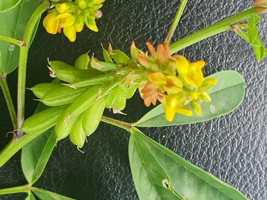 Crotalaria pycnostachya fruit