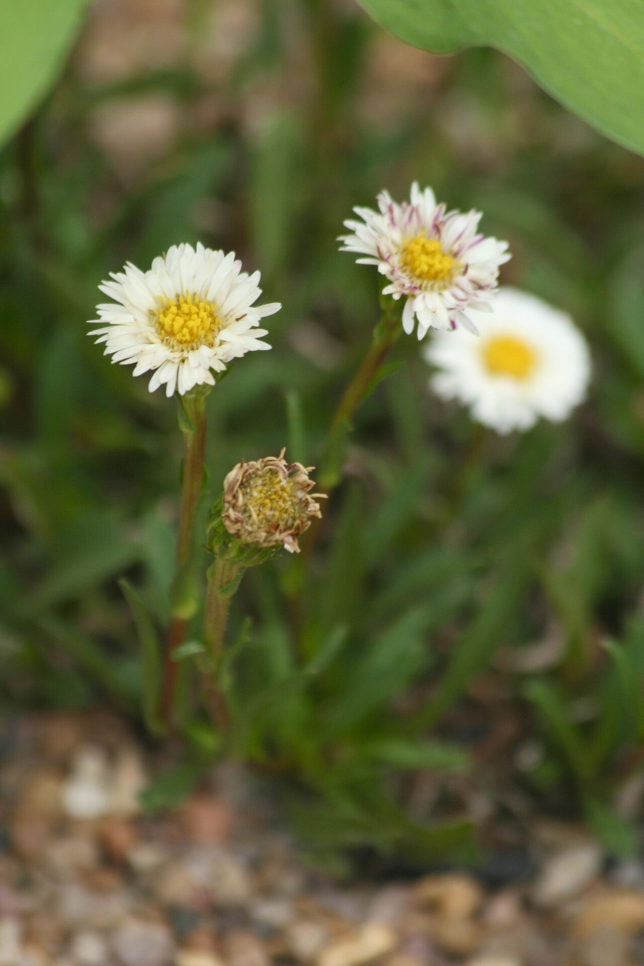 Symphyotrichum vahlii — search result for 'Symphyotrichum'