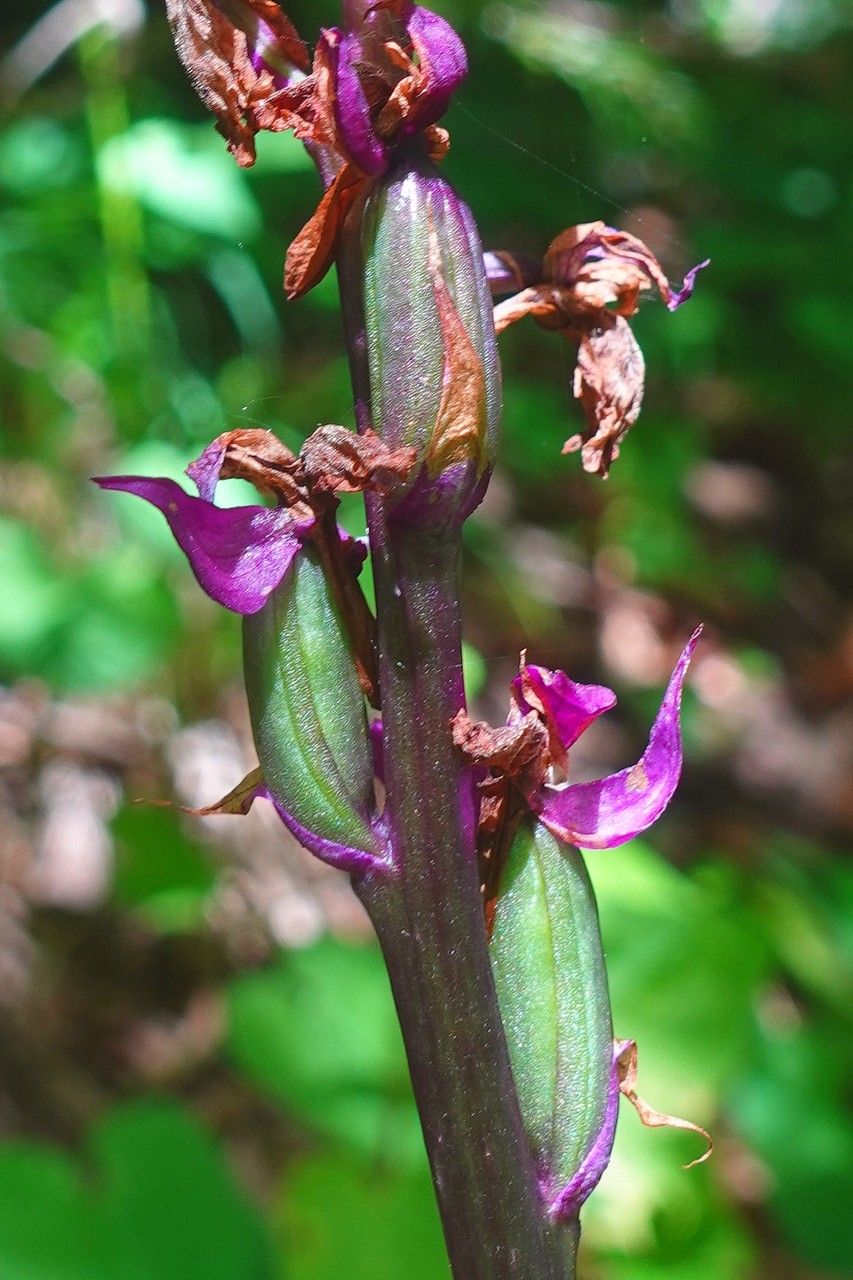 Orchis mascula fruit