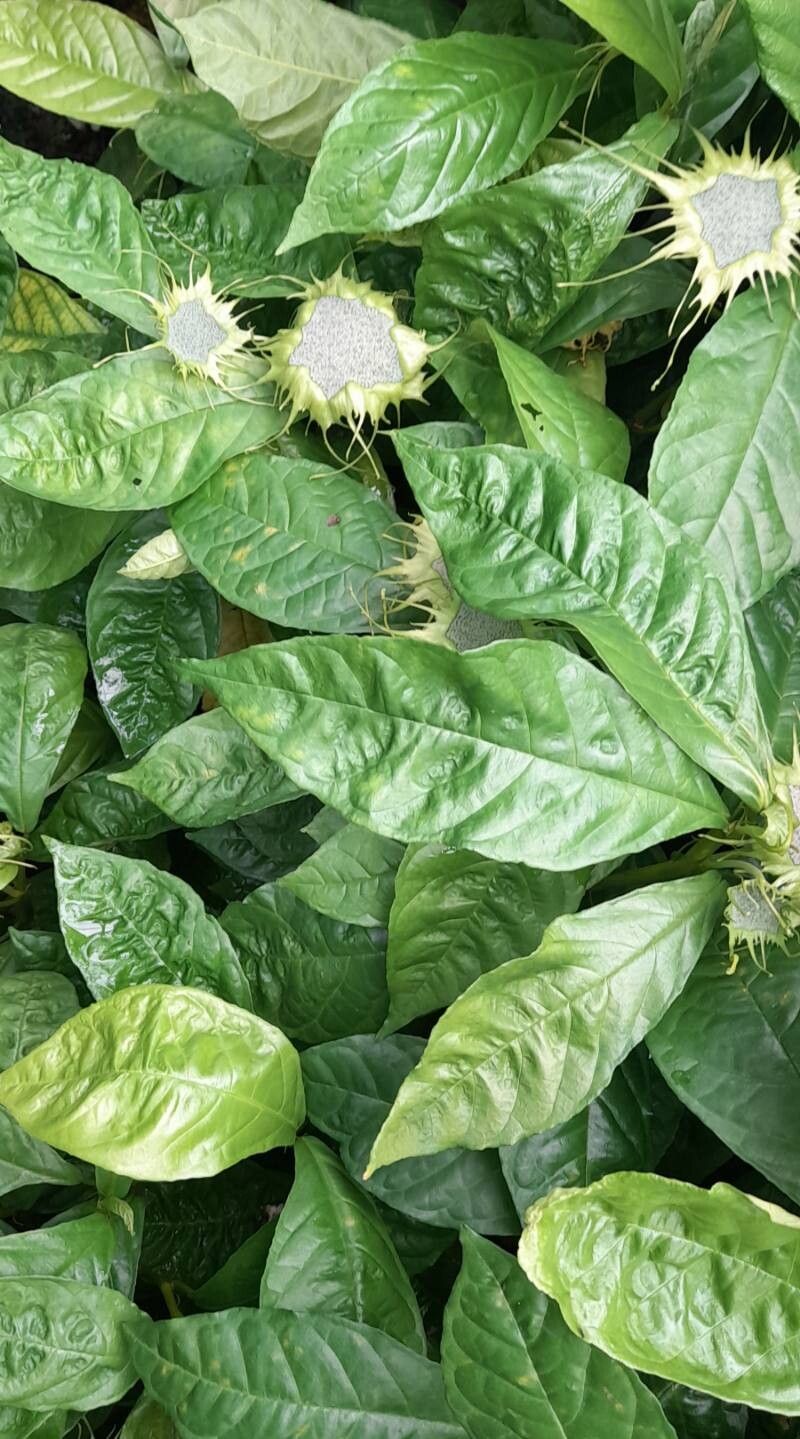 Dorstenia turnerifolia habit