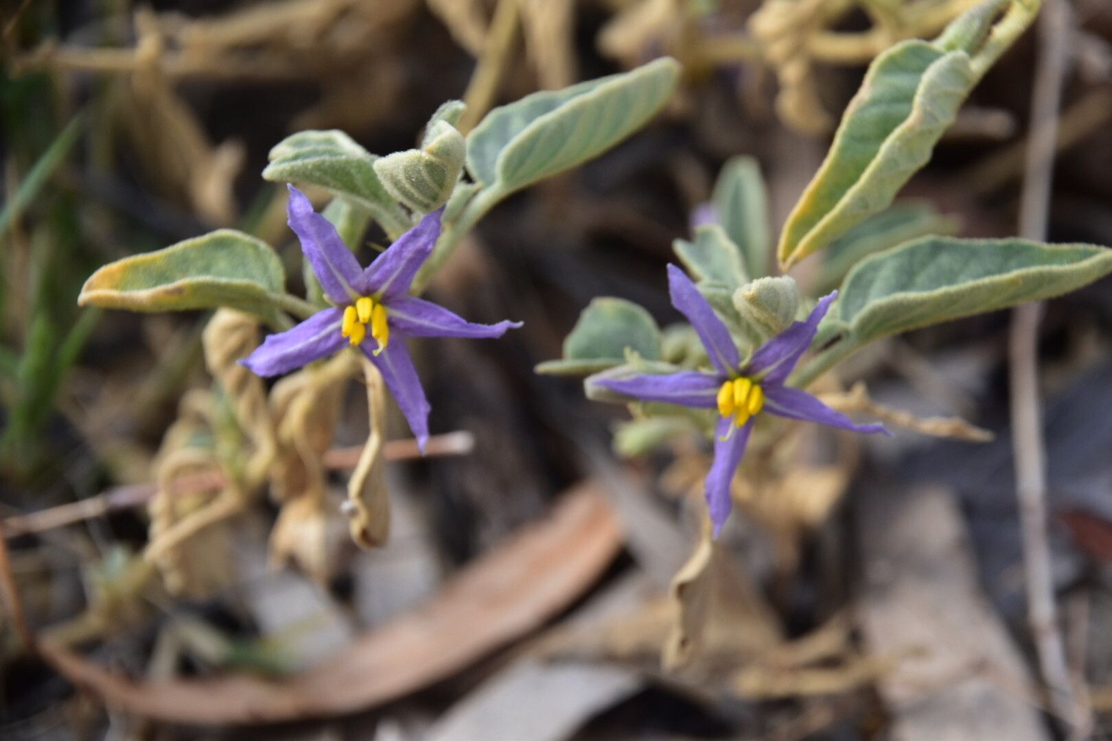 Solanum unispinum flower