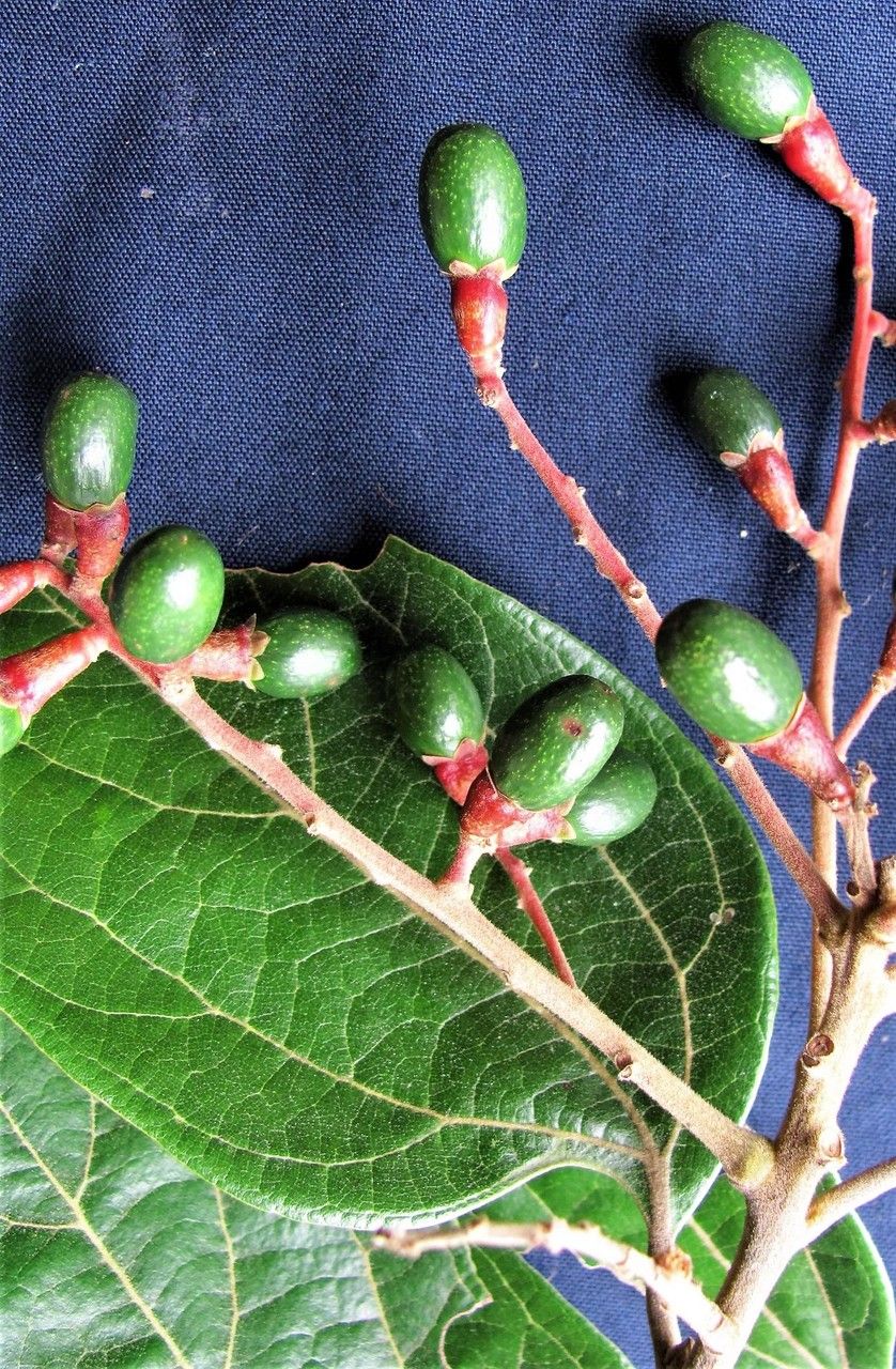 Cinnamomum tonduzii fruit