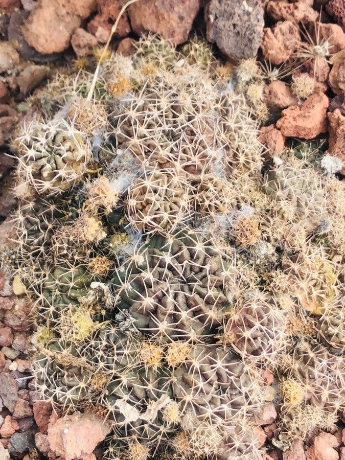 Echinopsis maximiliana — search result for 'Echinopsis'