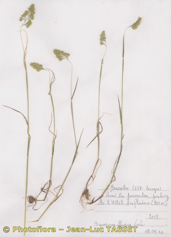 Cynosurus effusus habit