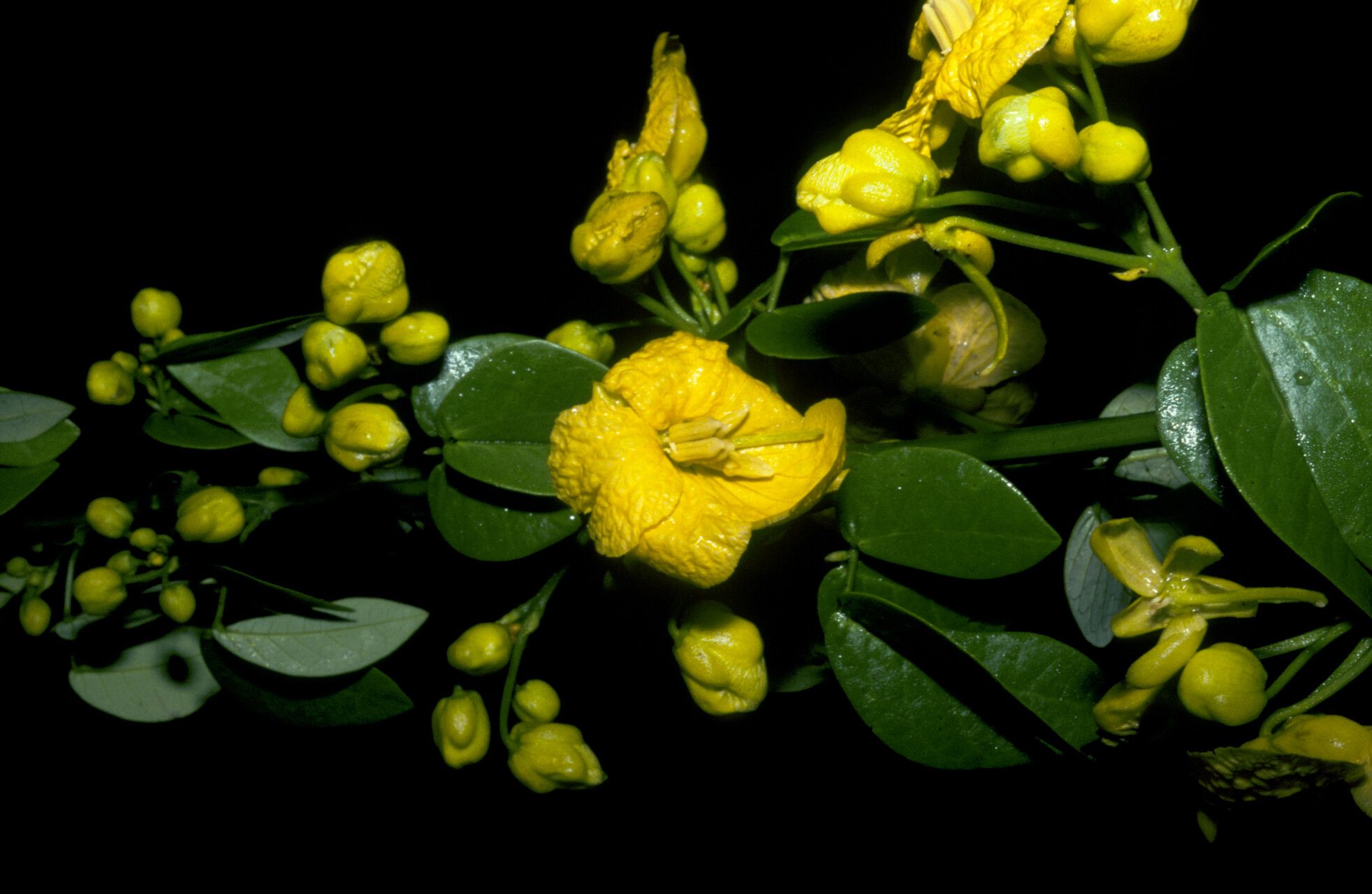Senna chrysocarpa flower