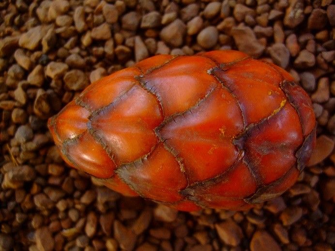 Raphia africana fruit