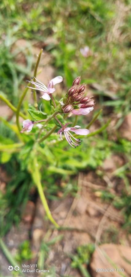 Cleome monophylla flower
