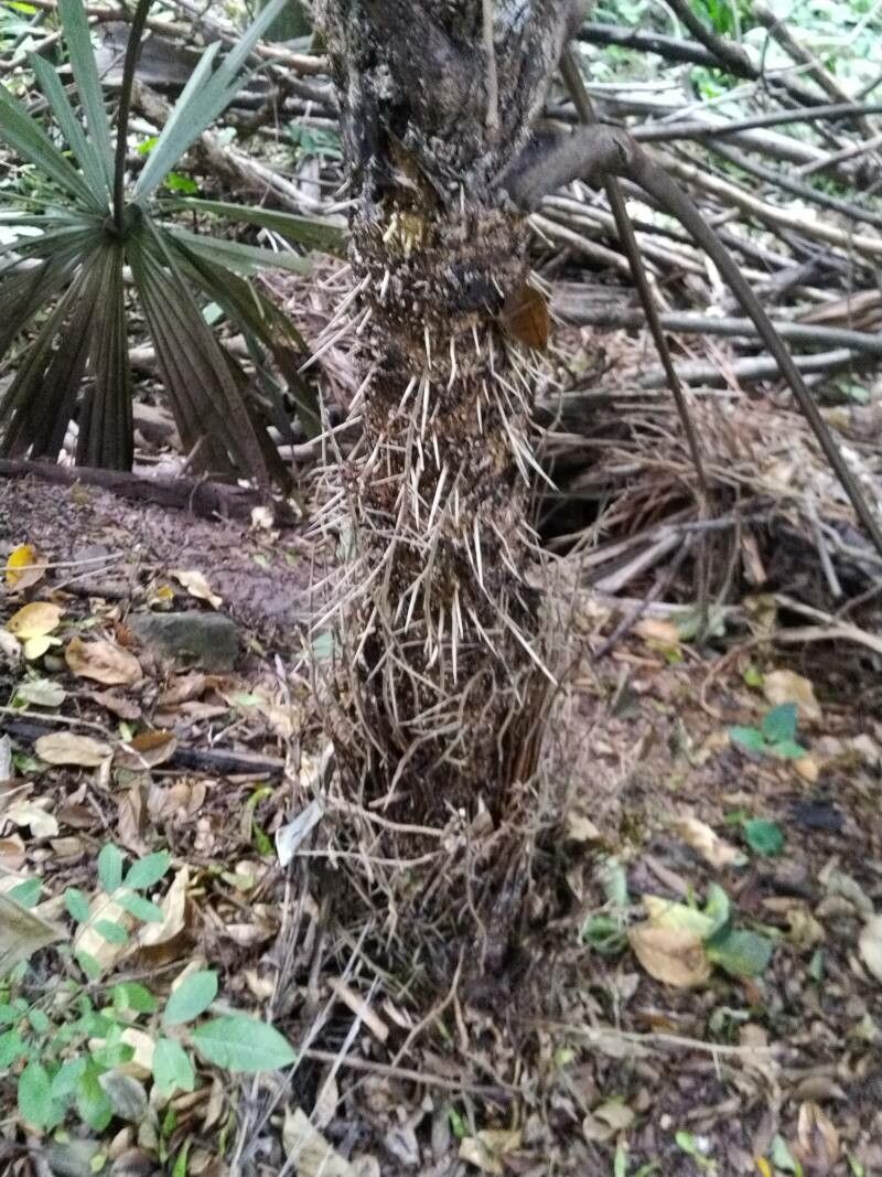 Cryosophila williamsii bark