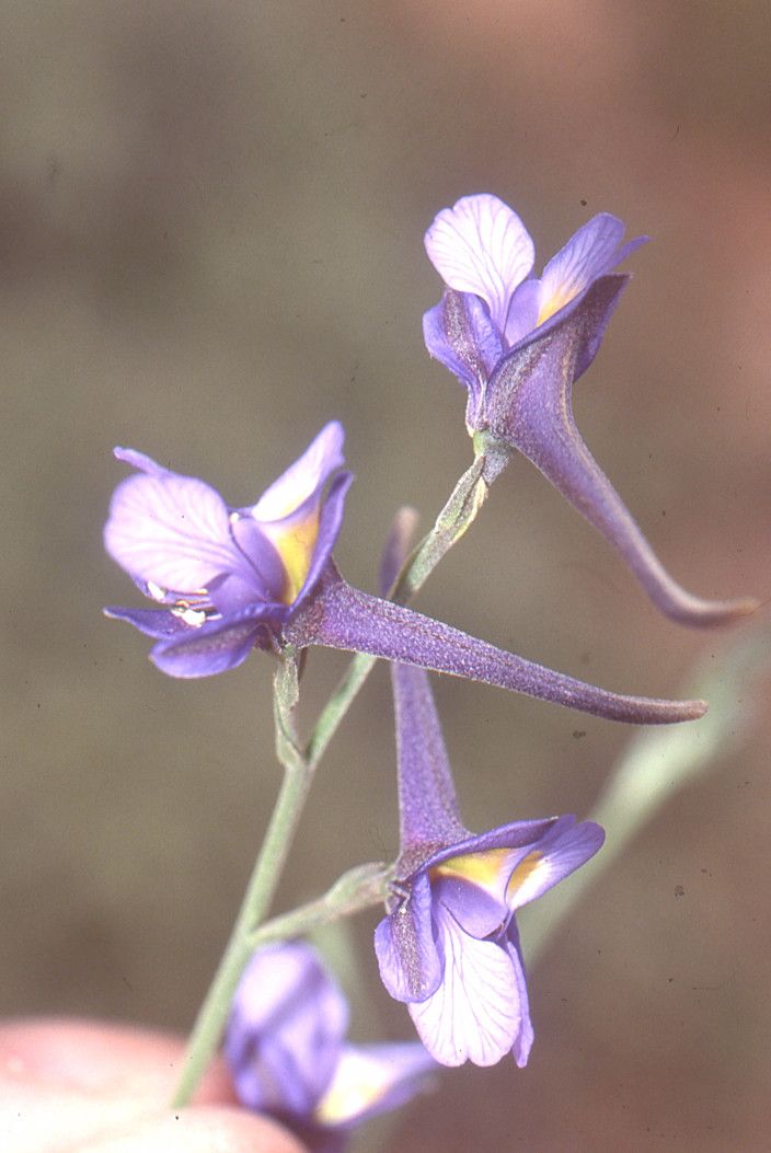 Delphinium obcordatum flower