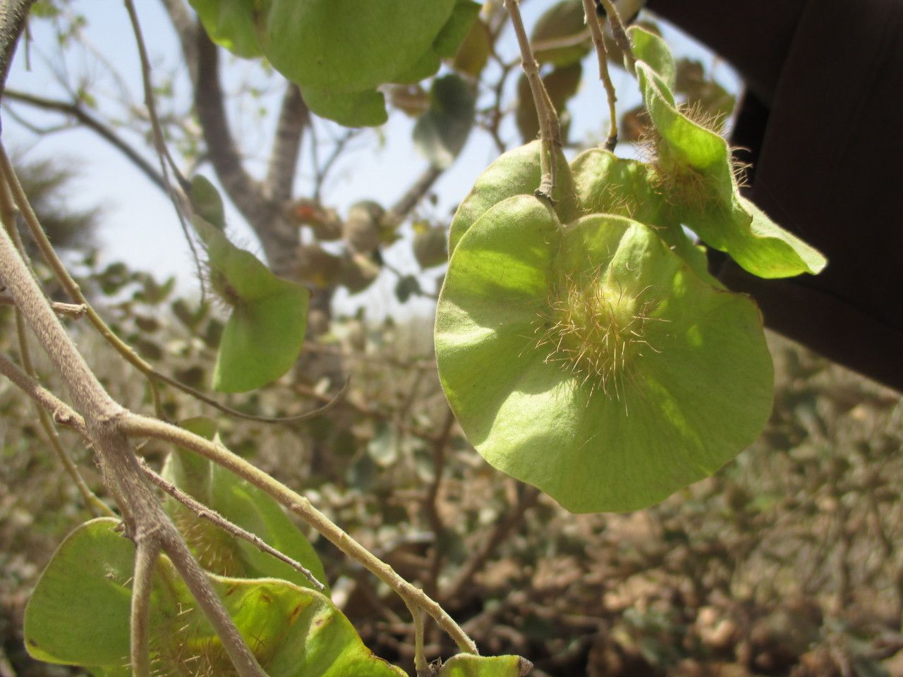 Pterocarpus erinaceus fruit