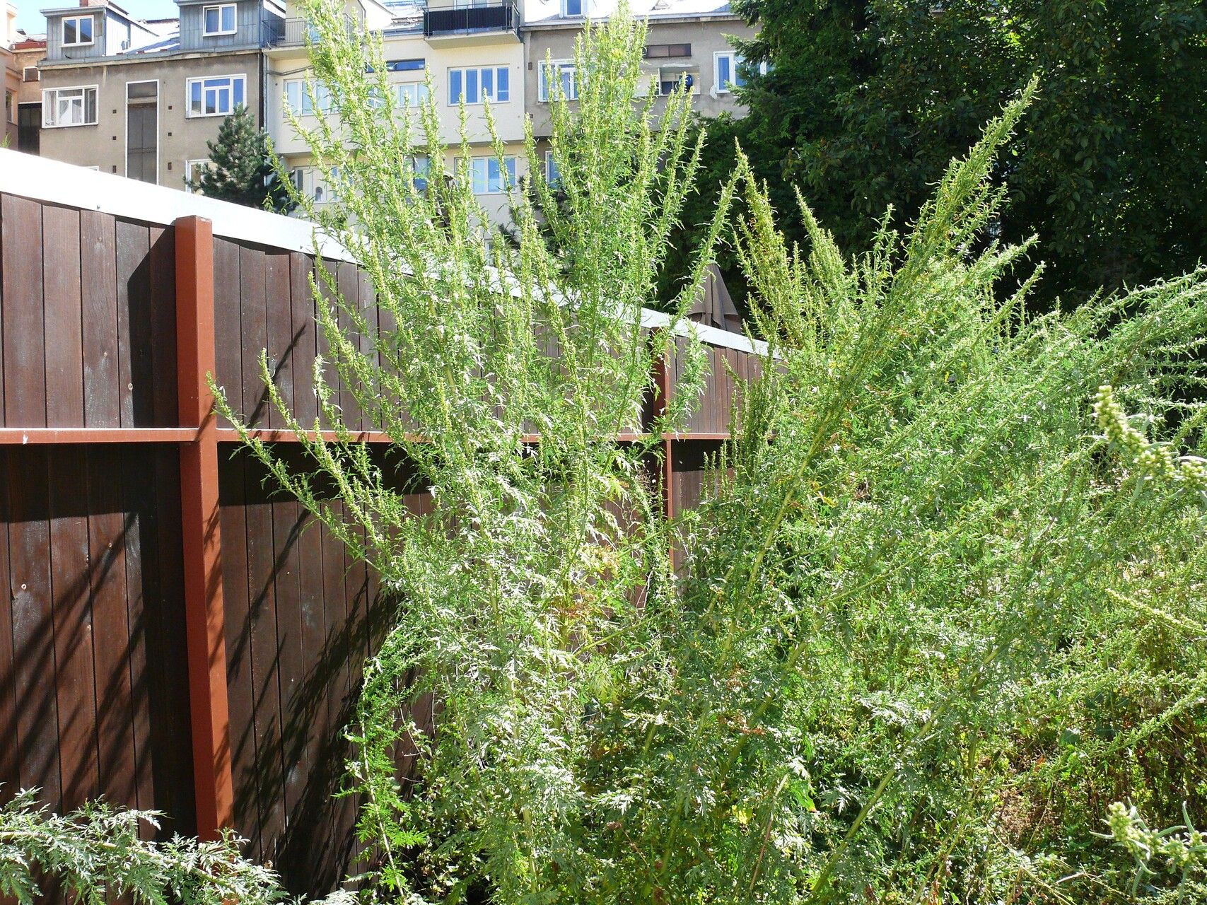 Artemisia tournefortiana — search result for 'Artemisia'