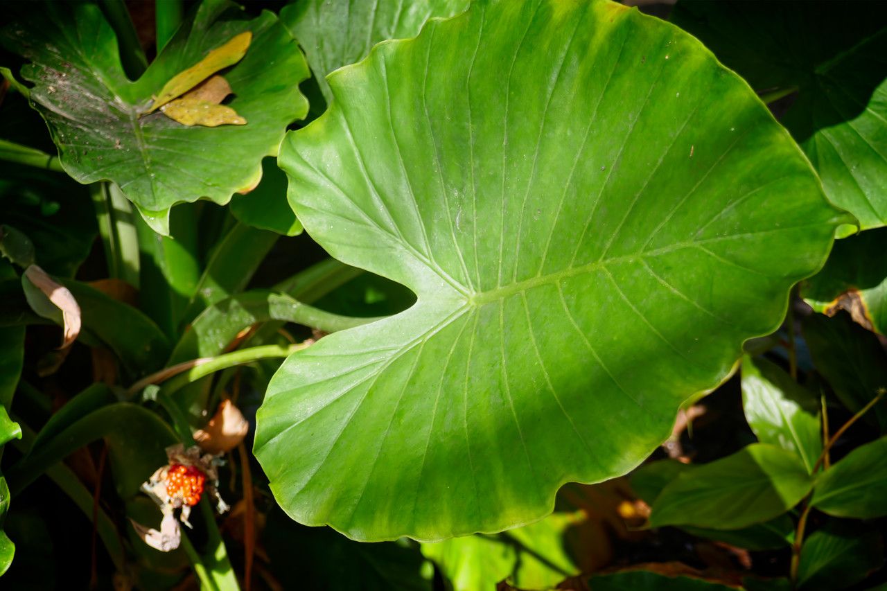Alocasia gageana — search result for 'Alocasia'