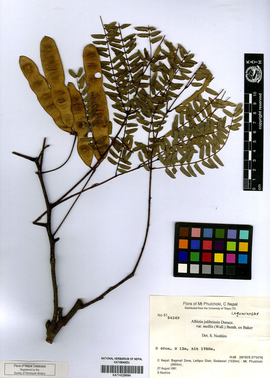 Archidendron molle other